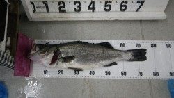 串本大島 ルアーでヒラスズキ2尾 和歌山県 紀伊大島 シーバス スズキ セイゴ 陸っぱり 釣り 魚釣り 釣果情報サイト カンパリ