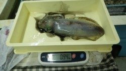白浜町・見草漁港のヤエン釣りでアオリイカ1450ｇ頭に3バイ
