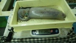 白浜町・見草漁港のヤエン釣りでアオリイカ1450ｇ頭に3バイ