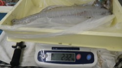 白浜富田袋地磯でヤエン釣り、アオリイカ2.…