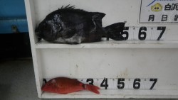 日置の地磯にてイシダイ50ｃｍ・2.3ｋｇ…