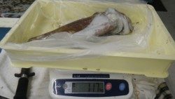 白浜富田袋地磯でヤエン釣り、アオリイカ2.32kg&1.17kg☆