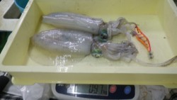 白浜袋漁港　エギングでアオリイカ2ハイ