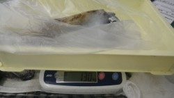 伊古木にてウキ釣りでアオリイカ1300ｇ&1520ｇ