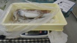 伊古木にてウキ釣りでアオリイカ1300ｇ&1520ｇ