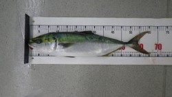 すさみ地磯  ルアーでメジロ64ｃｍ☆