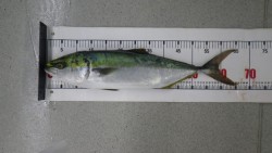 すさみ地磯  ルアーでメジロ64ｃｍ☆