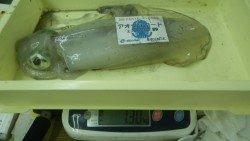 椿　ヤエンでアオリイカ1300gまでを4ハイ