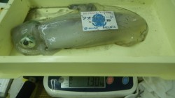 椿　ヤエンでアオリイカ1300gまでを4ハ…