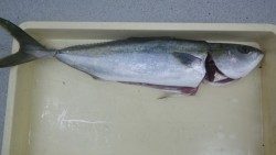 日置にて67ｃｍのメジロ、ルアーでの釣果☆