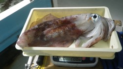 すさみ地磯　ヤエンでアオリイカ2.88kg…