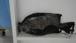 紀伊有田沖磯　イシガキダイ41cm