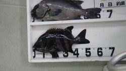 周参見沖磯　石鯛63.8ｃｍ　4.07ｋｇ