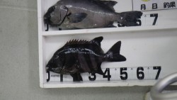 周参見沖磯　石鯛63.8ｃｍ　4.07ｋｇ…