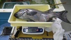 周参見沖磯　石鯛63.8ｃｍ　4.07ｋｇ