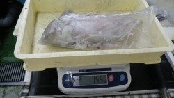見草漁港でエギングにて1.55ｋｇ