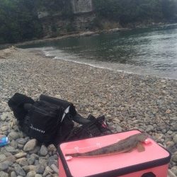 富田の浜にてマゴチの釣果