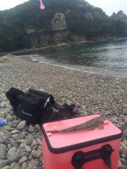 富田の浜にてマゴチの釣果
