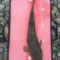 富田の浜にてマゴチの釣果