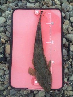 富田の浜にてマゴチの釣果