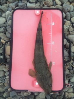 富田の浜にてマゴチの釣果