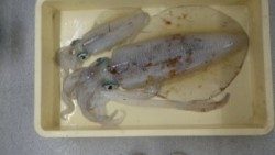 日置にてエギングでアオリイカ２７２０グラムと５１０グラム