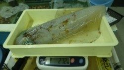 日置にてエギングでアオリイカ２７２０グラムと５１０グラム
