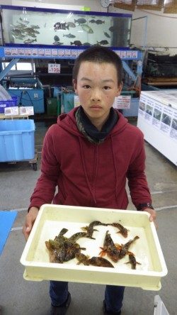 堺漁港のガシラ釣果！地元中学生3人衆！