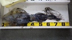 みなべ堺グランド横のエギングでアオリイカ2ｋｇ☆