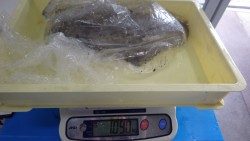 みなべ町一本松堤防にてエギ4号でアオリイカキロUP♪