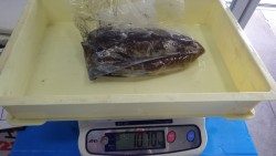 みなべ町一本松堤防にてエギ4号でアオリイカキロUP♪