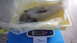 御坊でアオリイカ1.98ｋｇ
