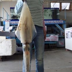 御坊でアオリイカ1.98ｋｇ