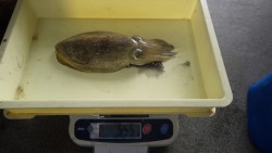 森の鼻にてエギング　<モンゴウイカ5…