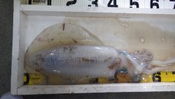 天神崎 アオリイカの2675g釣果