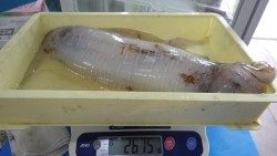 天神崎　アオリイカの2675g釣果