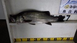 堺港　フカセでヒラスズキ