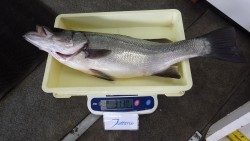 堺港　フカセでヒラスズキ