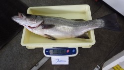 堺港　フカセでヒラスズキ