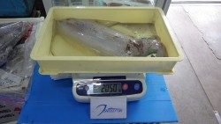 天神崎　ヤエンでアオリイカ2kgオーバー2ハイ