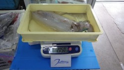 天神崎　ヤエンでアオリイカ2kgオーバー2…