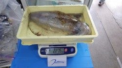 天神崎　ヤエンでアオリイカ2kgオーバー2ハイ
