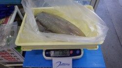 みなべ一本松漁港　エギングでアオリイカ1.76kg