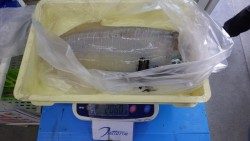 天神崎　ヤエンでアオリイカの釣果