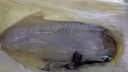 天神崎　ヤエンでアオリイカの釣果