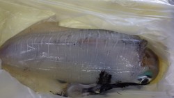 天神崎　ヤエンでアオリイカの釣果