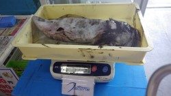 みなべ　ヤエンでアオリイカ1975g