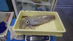 みなべ堺グランド横でのヤエン釣りでアオリイカ1700ｇ♪