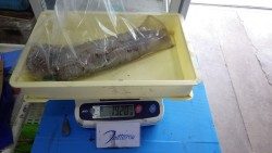 みなべ堺・長波止めにてヤエンでアオリイカ1920ｇ