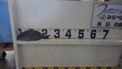 天神崎のフカセ釣りでグレ